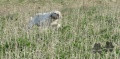 Setter Anglais LARIA DE MALAUSSANNE Setter Anglais LARIA DE MALAUSSANNE